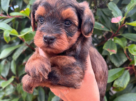 Yorkiepoo