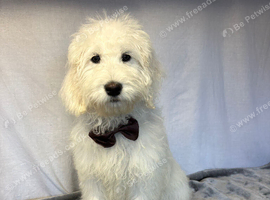 Beautiful Goldendoodle girl