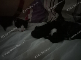 3 kittens