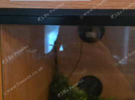 Amel het palmetto corn snake with full setup