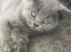 British kittens
