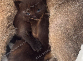 Beautiful female Scottish straight kittens for sale