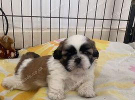 Beautiful litter of Shih Tzu puppies