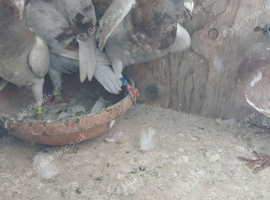 10 this years racing pigeons nice reds