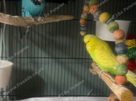Budgies need new home