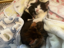 Kittens for sale