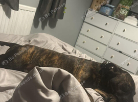 Puppy 6 months
