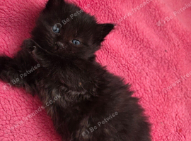 Ragdoll x domestic, 1 Girl available.