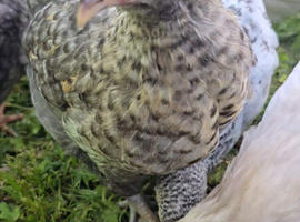 6 week old easter egger cockeral