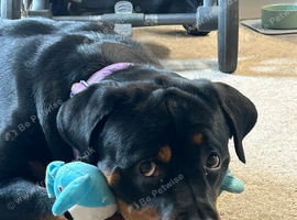 Female Rottweiler