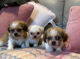 Stunning Shih Tzu&rsquo;s