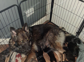 Kc Registered German shepherds puppies