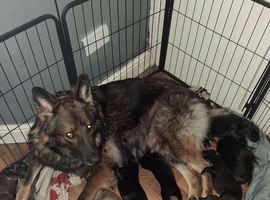 Kc registered German shepherds puppies