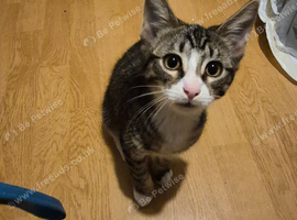 2 kittens male and female