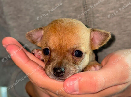 Beautiful chihuahuas pups