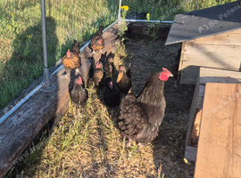 Bantam pullets for sale