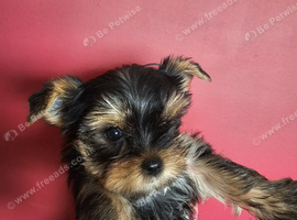 Yorkshire terrier Kc Registered