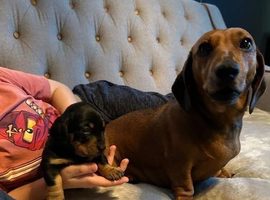 8 weeks old mini Daschund Girl