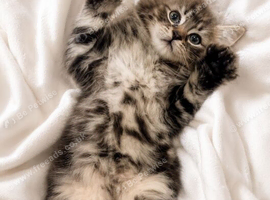 British shorthair and maine coon kitten!