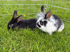 Lionhead cross Rabbits