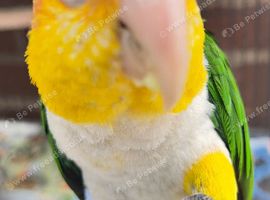 Beautiful white bellied caique parrot