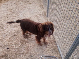Working Cocker spaniel