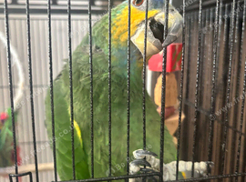 Amazon orange winged parrot