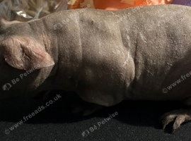 2 male skinny pigs