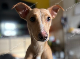 Bull lurcher female