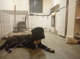 cane corso lab mix
