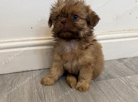 Shihtzu