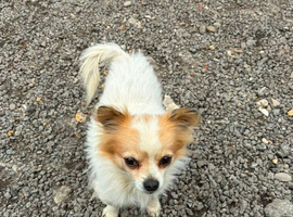 3 year old chihuahua boy