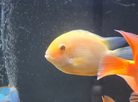 Severum gold
