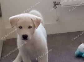 Sell/ rehome