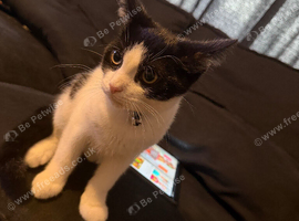 Boy kitten