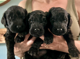 6 x Newfypoo Puppies