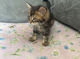 Last female Maine coon