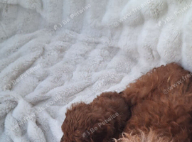 6 beautiful miniture poodle puppies