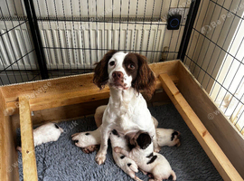 Kc registered springer spaniel working lines