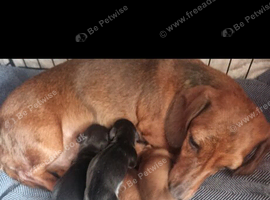 Stunning mini ( kinachen) dachshunds