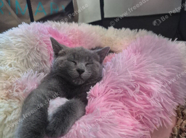 5 month old kitten