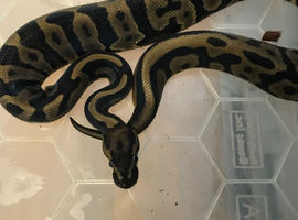 Leopard het pied female