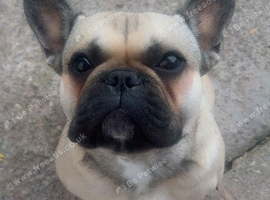 18 month old French bull dog