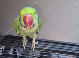 Alexandrine Parrots in Ilford