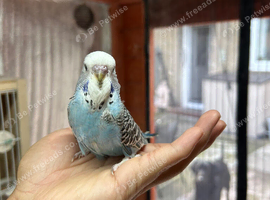 Budgies Hand Tamed