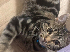 7 month old kitten for sale