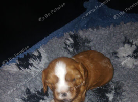 King charles cavalier