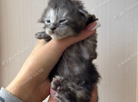 Maine coon x ragdoll