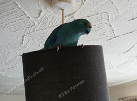 Blue Kakariki age 1
