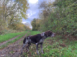 Top home waiting for young female German Shorthaired Pointer